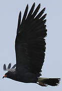 Snail Kite