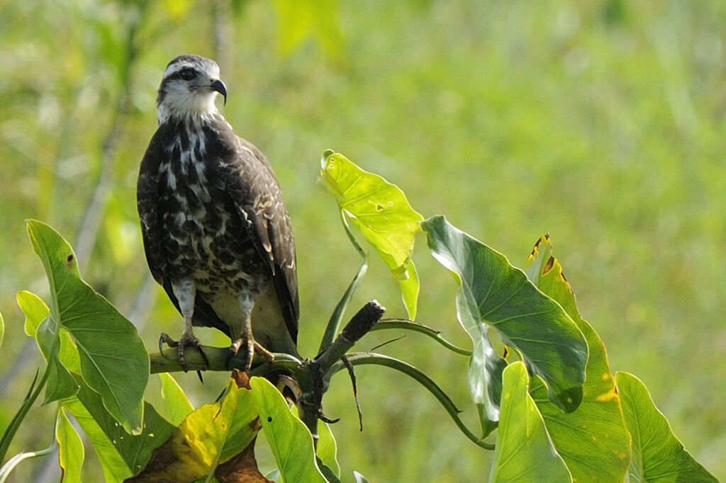 Milan des maraisimmature