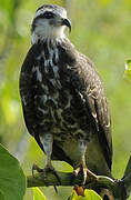 Snail Kite