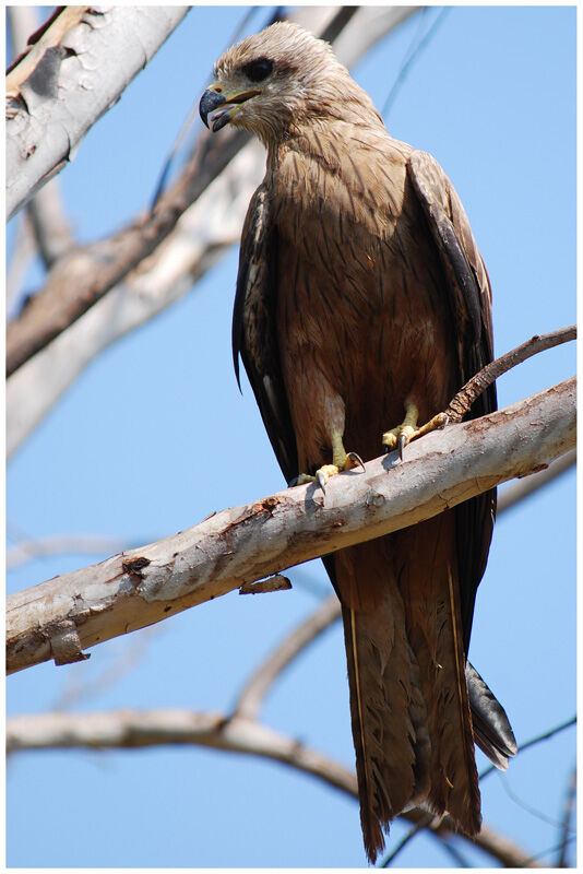 Black Kiteadult