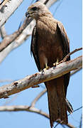 Black Kite