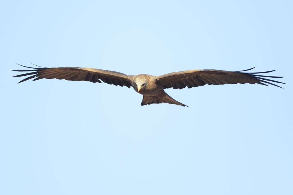 Black Kite, Flight