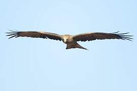 Black Kite