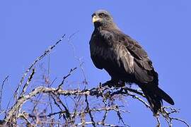 Black Kite