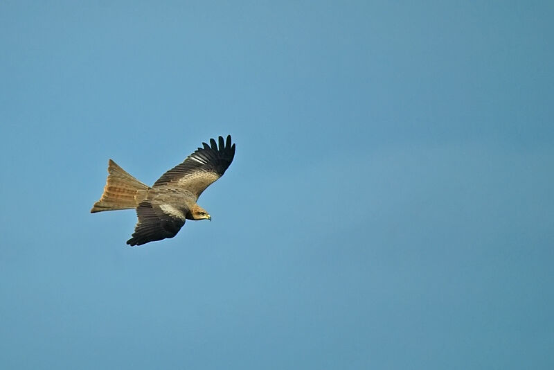 Black Kite