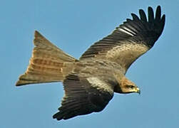 Black Kite