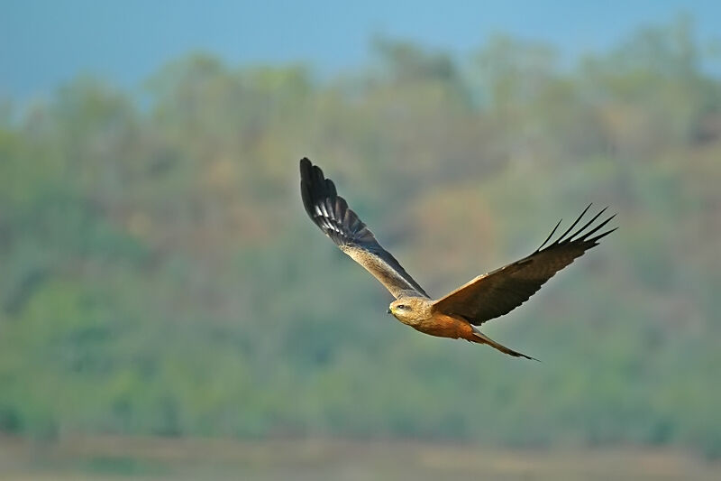 Black Kite