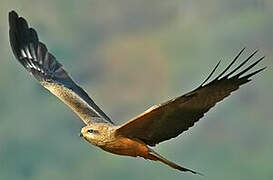 Black Kite