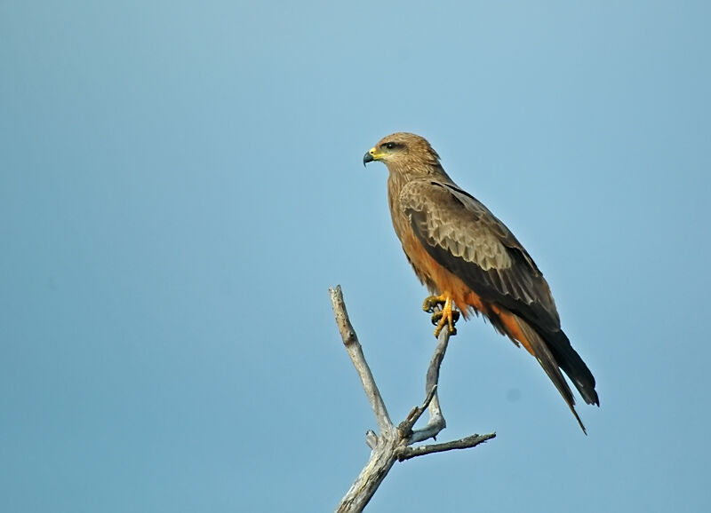 Black Kite