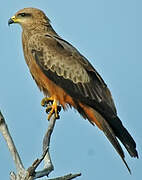 Black Kite