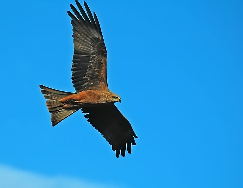 Black Kite