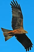 Black Kite