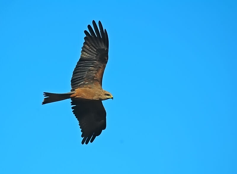 Black Kite