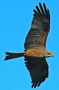 Black Kite