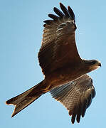 Black Kite