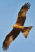 Black Kite