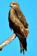 Black Kite