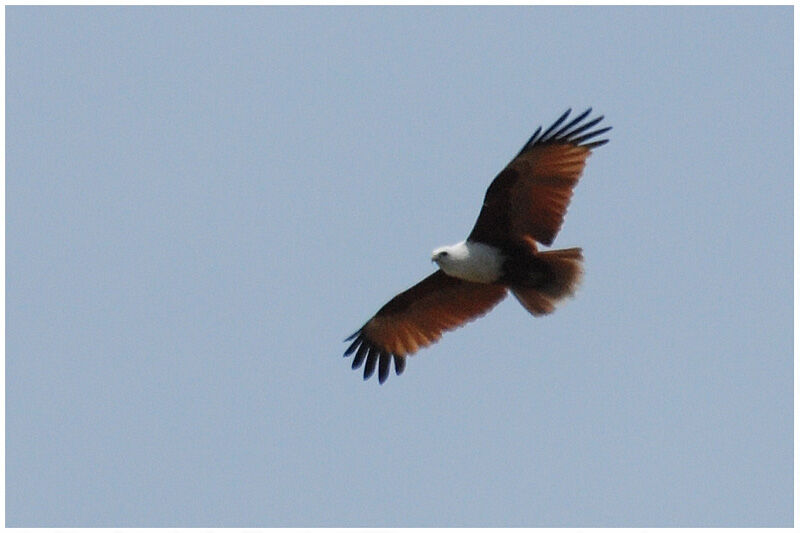 Brahminy Kiteadult