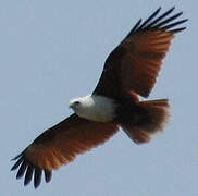 Brahminy Kite