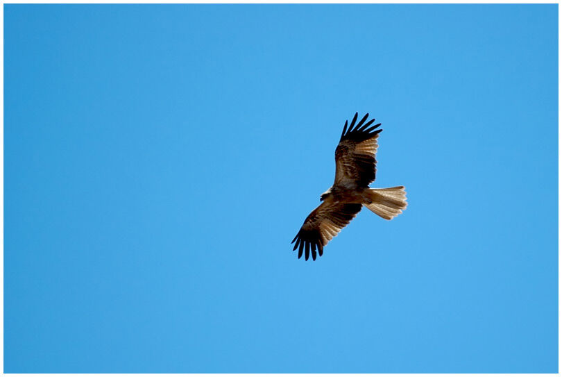 Whistling Kite