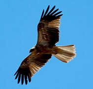 Whistling Kite