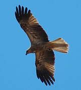 Whistling Kite