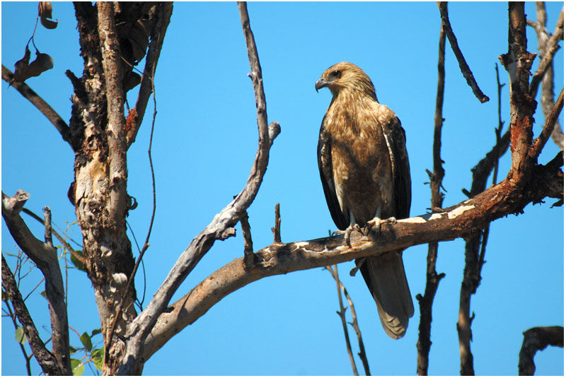 Whistling Kiteadult