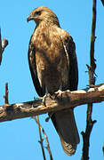 Whistling Kite