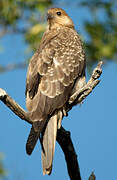 Whistling Kite