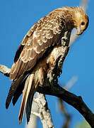 Whistling Kite