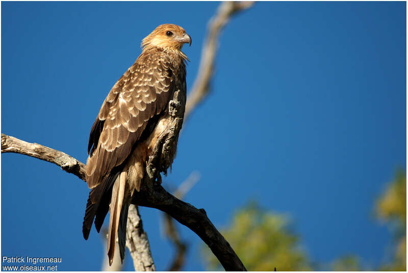 Whistling Kiteadult, identification