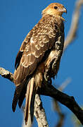 Whistling Kite