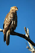 Whistling Kite