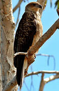 Whistling Kite