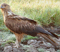 Whistling Kite