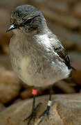 Hooded Robin