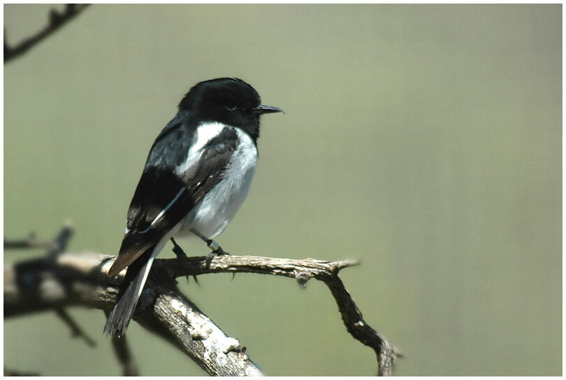 Hooded Robin