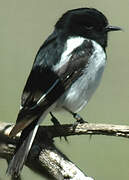 Hooded Robin