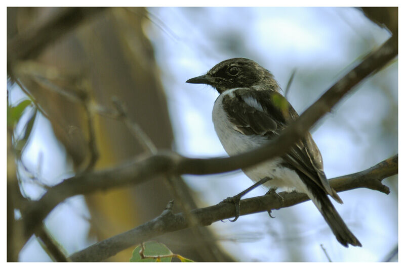 Hooded Robin female adult