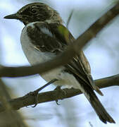 Hooded Robin