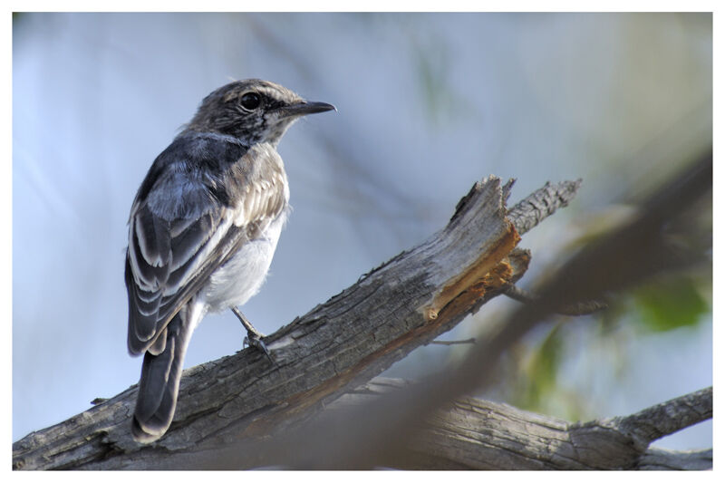 Hooded Robin female adult