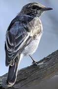 Hooded Robin