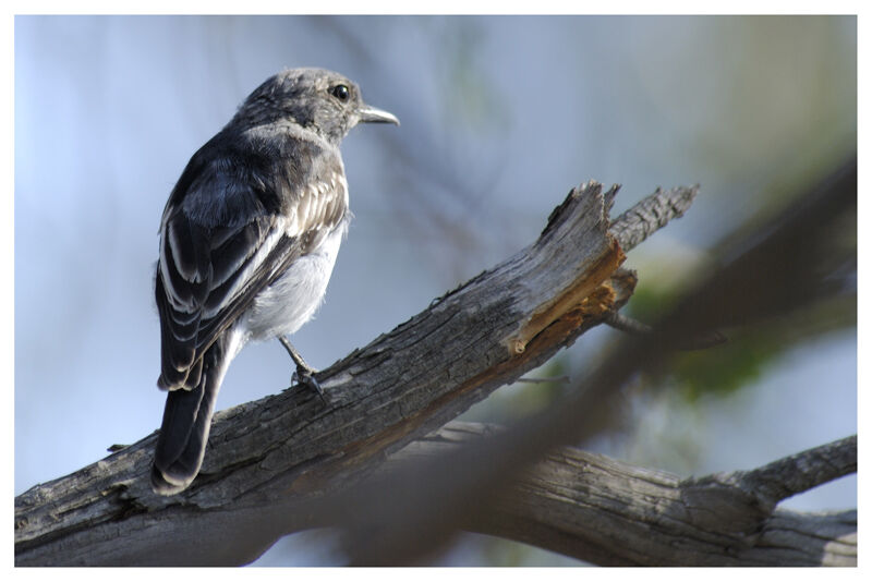 Hooded Robin female adult