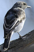 Hooded Robin