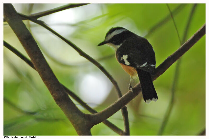 Buff-sided Robinadult