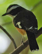 Buff-sided Robin