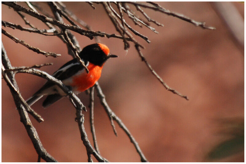 Red-capped Robin male adult