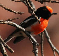 Red-capped Robin