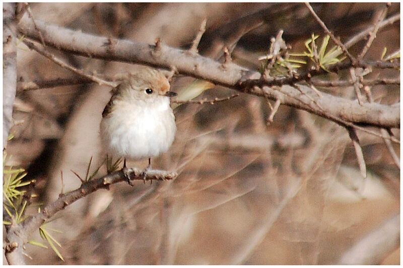 Red-capped Robin female adult