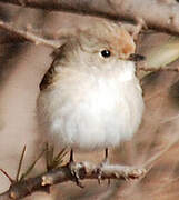 Red-capped Robin